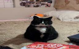 American Shorthair cats for sale: Conker - 15 year old  - Image 1