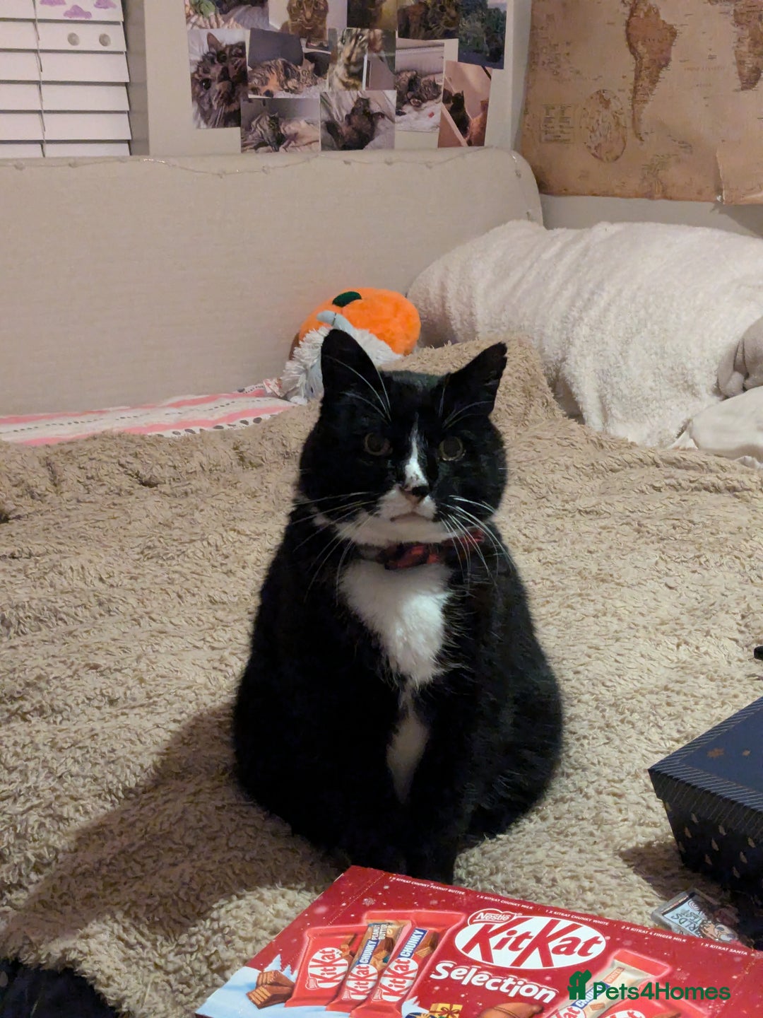 American Shorthair cats for sale: Conker - 15 year old  - Image 1