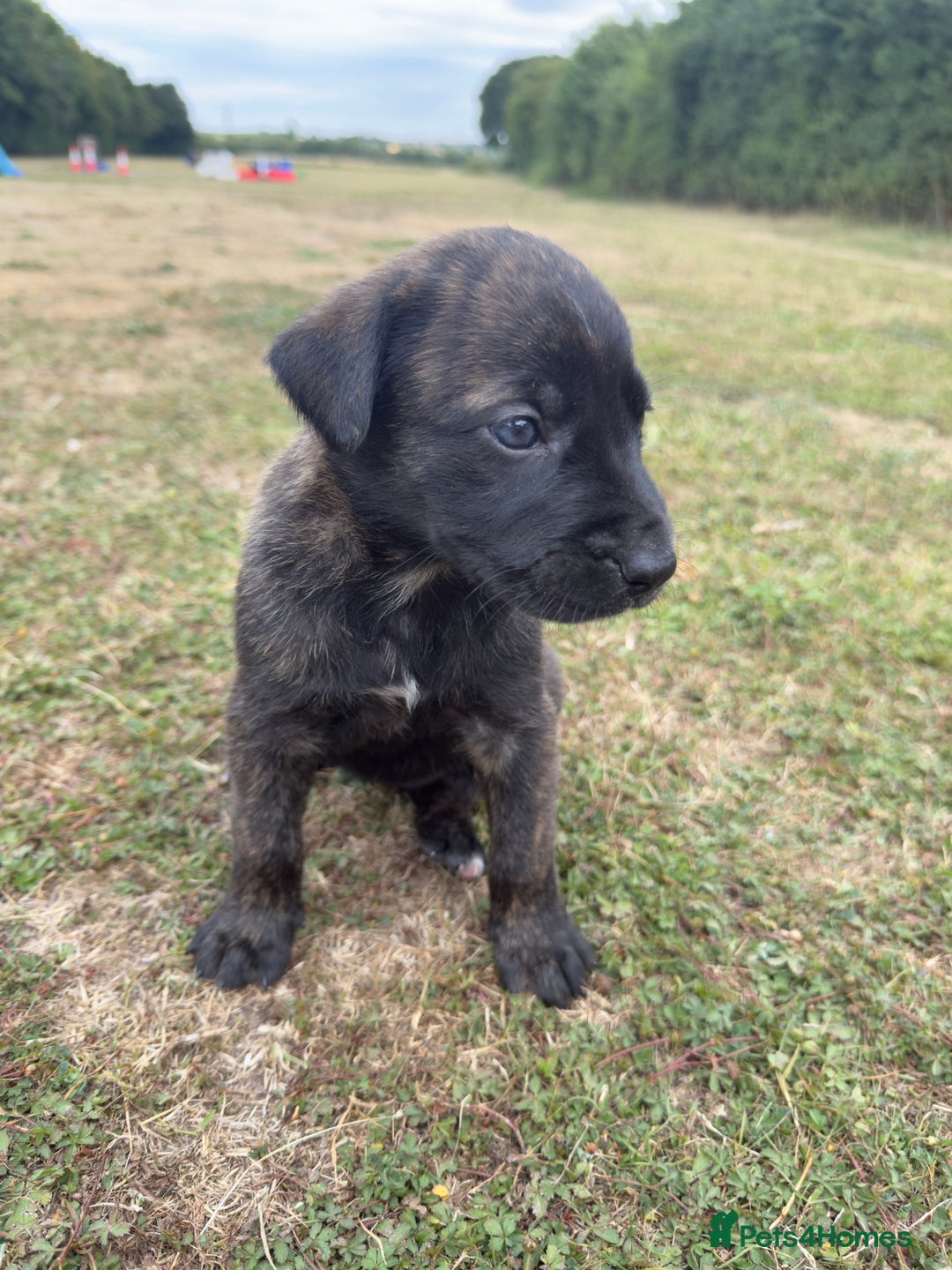Belgian Shepherd Dog dogs for sale: Stunning Dutch Herder x Alano Español Pups  - Image 6
