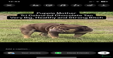 English Bulldog dogs - Advert 11