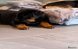 Rottweiler dogs for sale: KC Reg Rottweiler  - Image 12