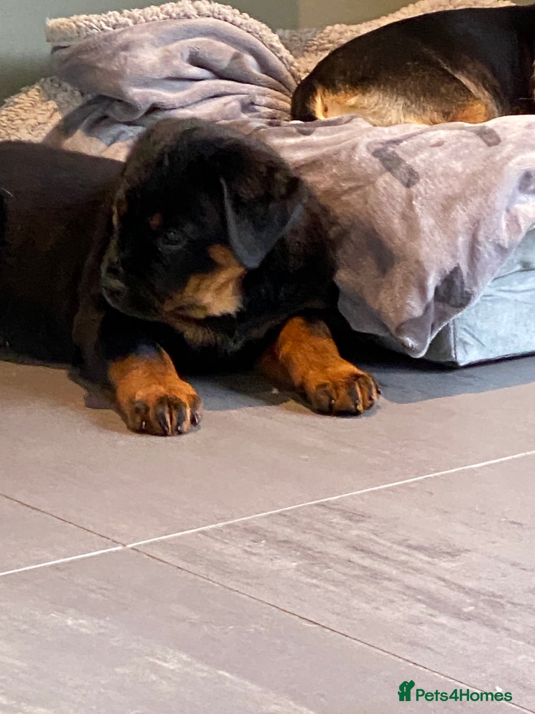 Rottweiler dogs for sale: KC Reg Rottweiler  - Image 12