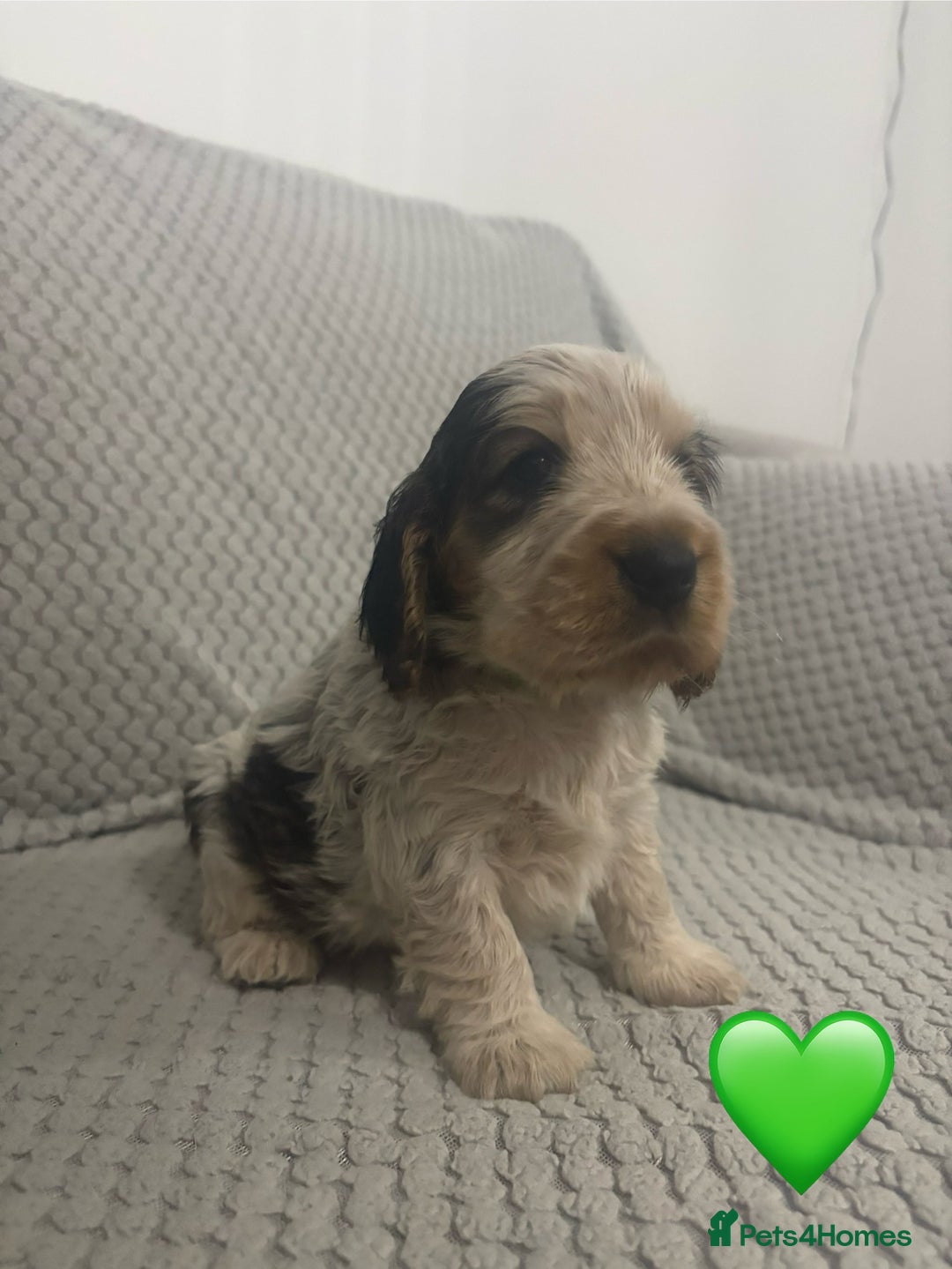 Cocker Spaniel dogs for sale: KC Reg Delightful Show Type Cocker Spaniels - Advert 17