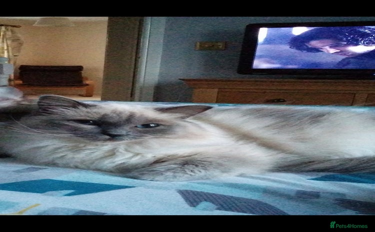 Ragdoll cats - Advert 1