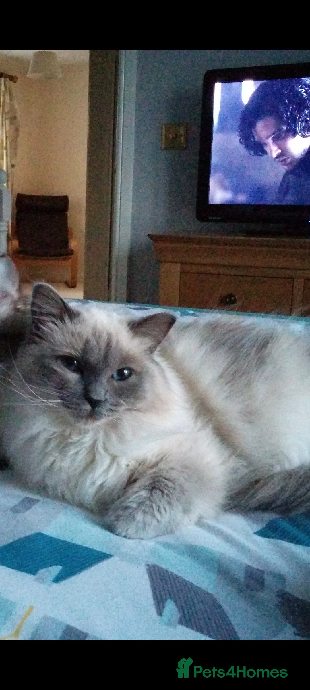Ragdoll cats for sale: Ragdoll 9 years old - Image 1