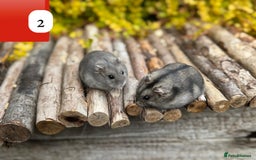 Hamster rodents for sale: Dwarf winter white russian hamsters. Sheffield. - Image 5