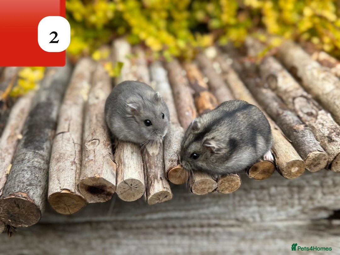 Hamster rodents for sale: Dwarf winter white russian hamsters. Sheffield. - Image 5