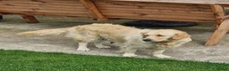 Golden Retriever dogs for sale: KC GOLDEN RETRIEVER PUPS HEALTH TESTED PARENTS  - Advert 7