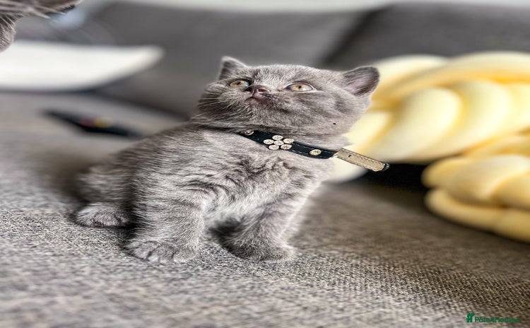 British Shorthair cats - Advert 6
