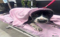 Mixed Breed dogs for adoption: Meet Cassy, currently residing in Essex  - Image 4