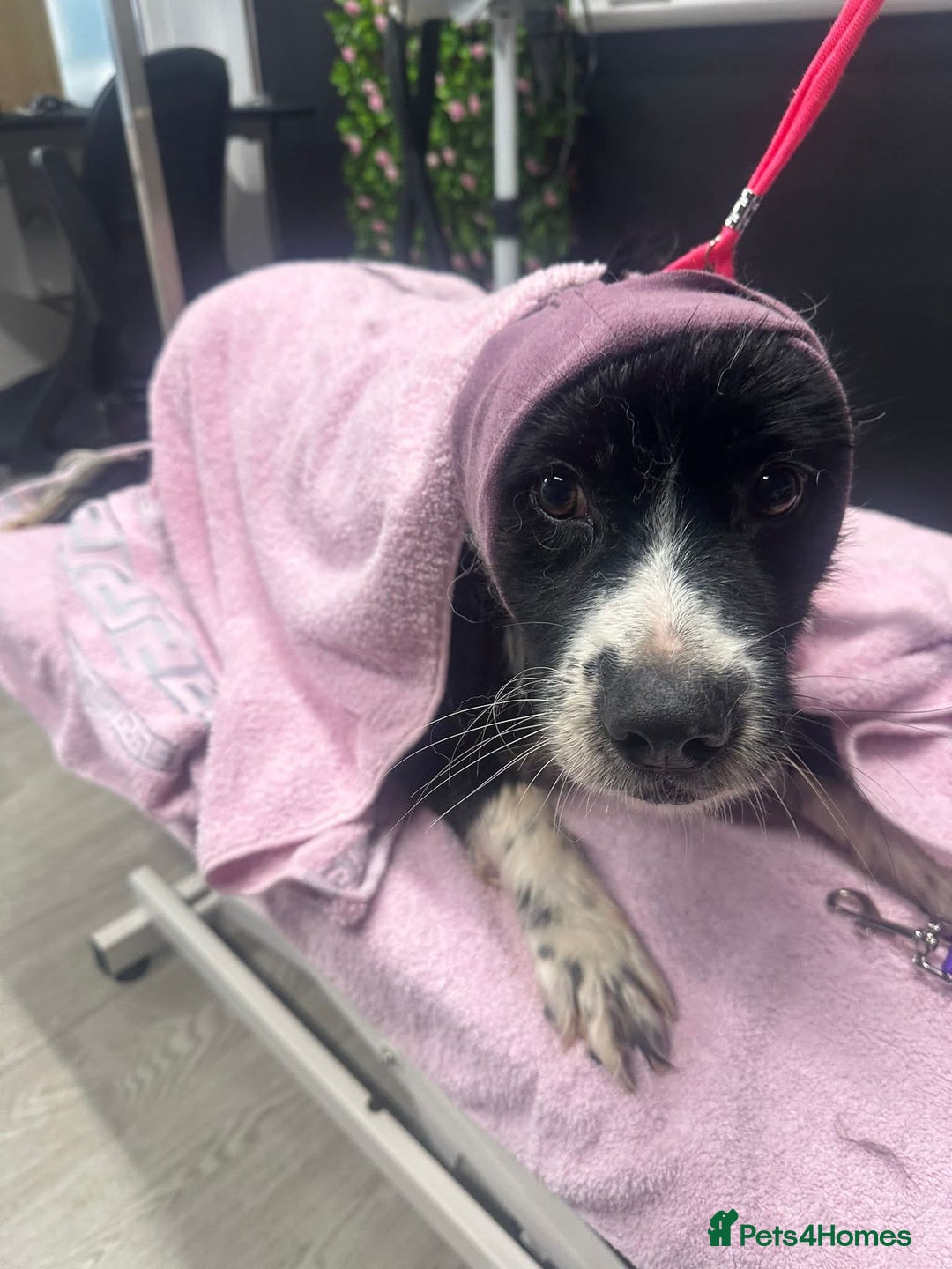 Mixed Breed dogs for adoption: Meet Cassy, currently residing in Essex  - Image 4
