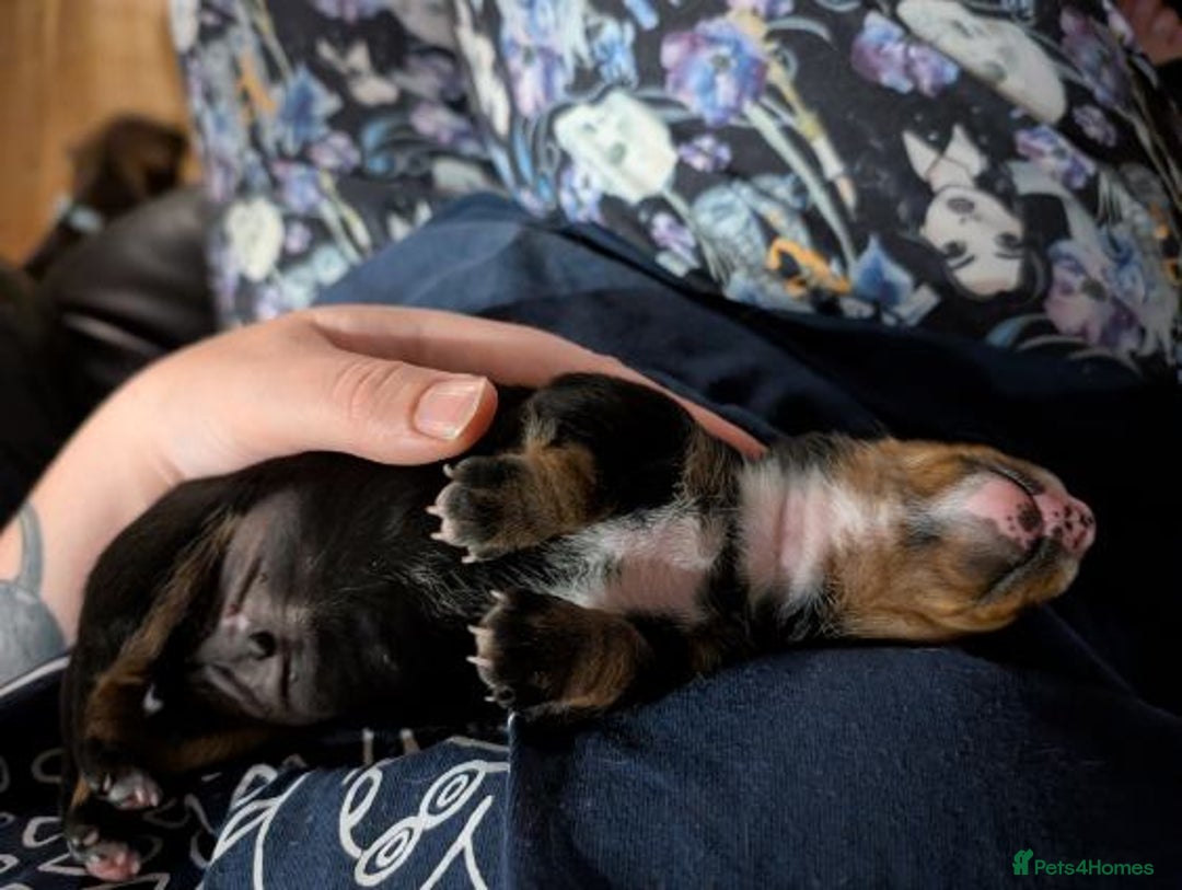 Miniature Dachshund dogs for sale: Gorgeous mini dachsunds puppy's - Image 6