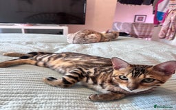 Bengal cats for sale: Male bengal kitten - Image 6