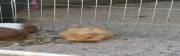 Guinea Pig rodents for sale: 10 week old baby boars  - Advert 5