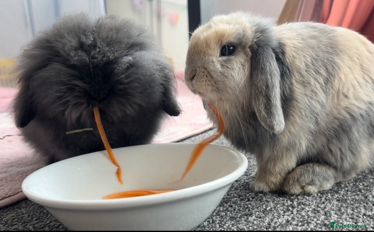 Mini Lop rabbits Mini lop x Netherlands dewarf & Lionhead x Angora - Advert 5