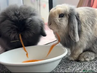 Mini Lop rabbits Mini lop x Netherlands dewarf & Lionhead x Angora - Advert 5