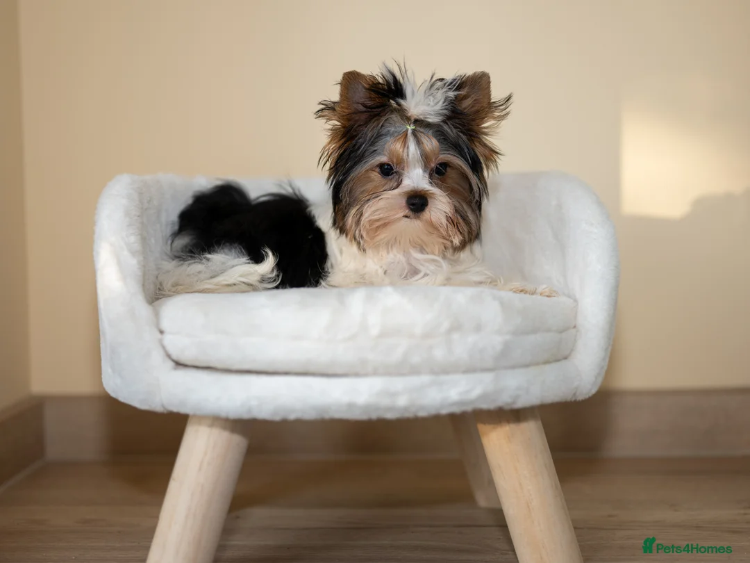 Yorkshire Terrier dogs for sale: Colorful Yorkshire Terrier puppies for sale - Advert 2