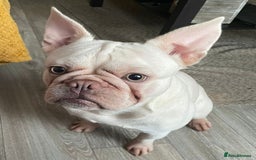 French Bulldog dogs for sale: Platinum Male French bulldog 22 months  - Image 1