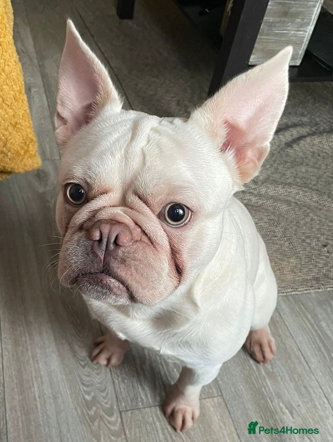 French Bulldog dogs for sale: Platinum Male French bulldog 22 months  - Image 1