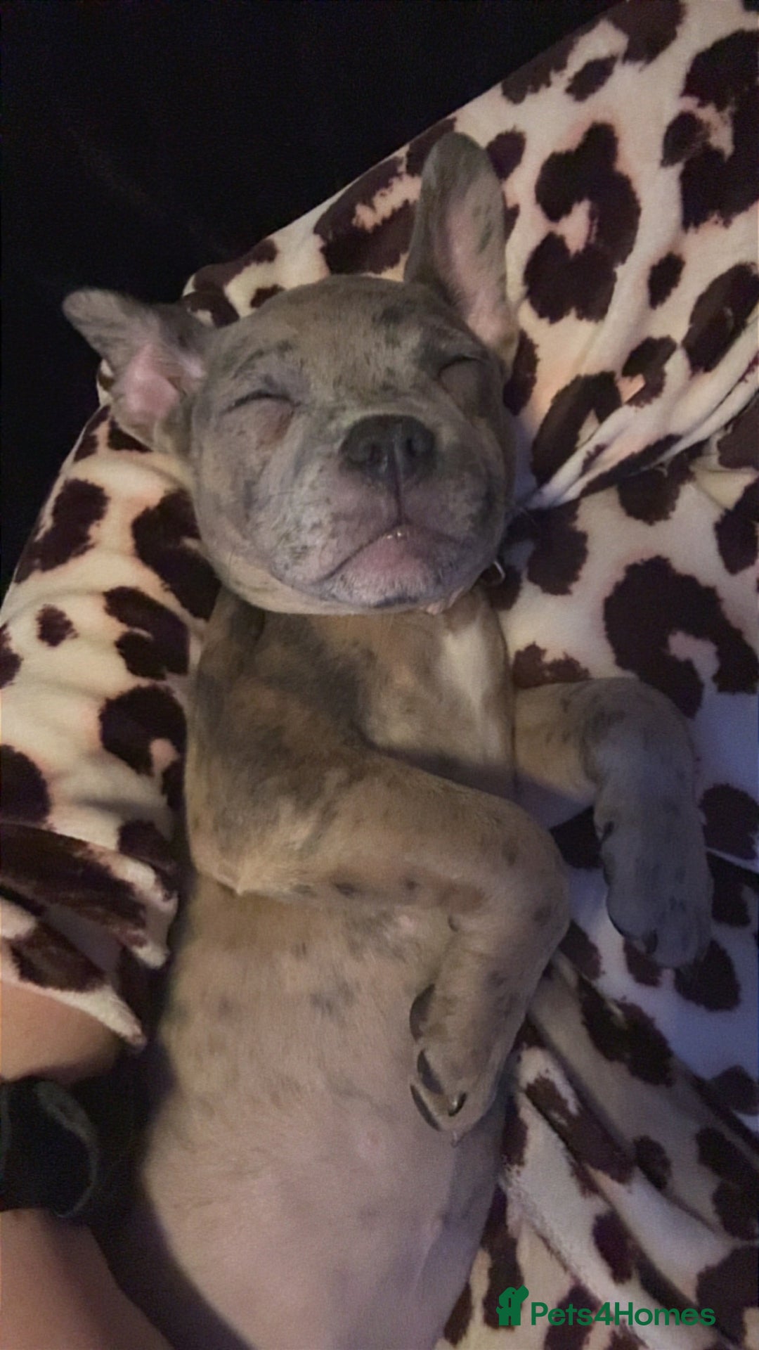 Mixed Breed dogs for sale: Staff x Frenchie - Advert 9