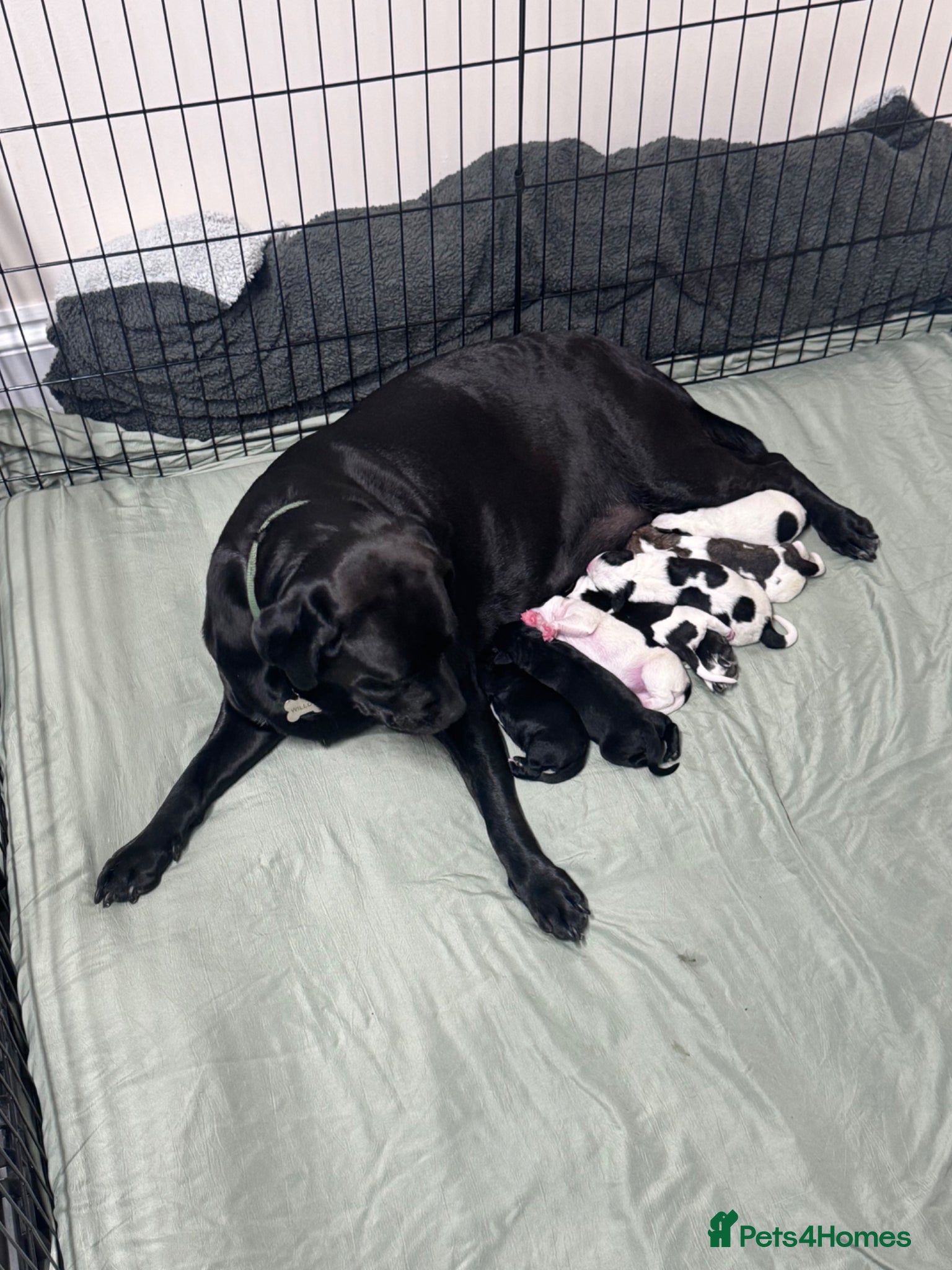 Mixed Breed dogs Staffador X Whippet Lurcher Puppies 🐶 - Advert 1