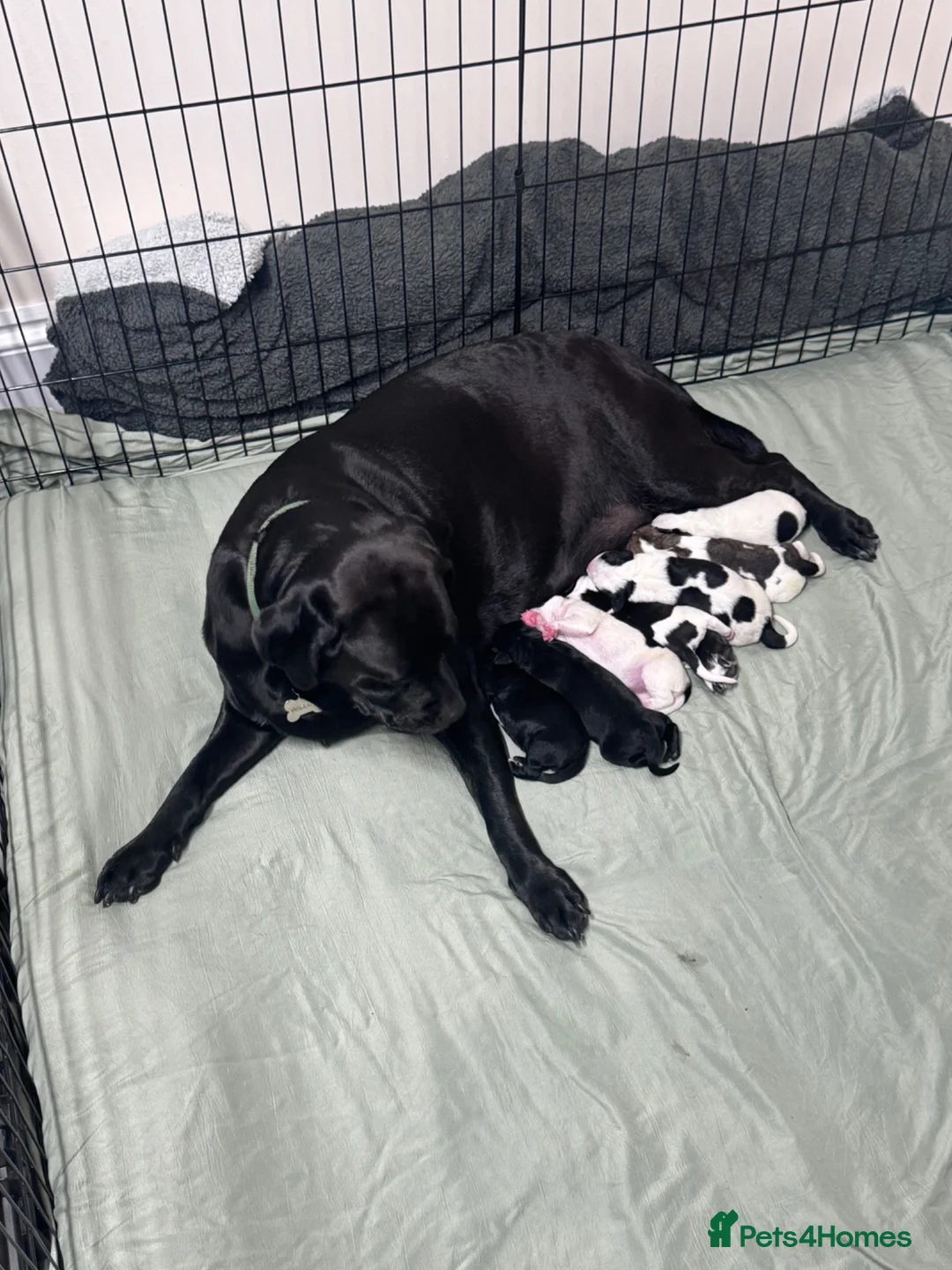 Mixed Breed dogs for sale: Staffador X Whippet Lurcher Puppies 🐶 - Advert 1