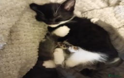 British Shorthair cats for sale: 3 beautiful kittens looking for a forever home  - Image 3