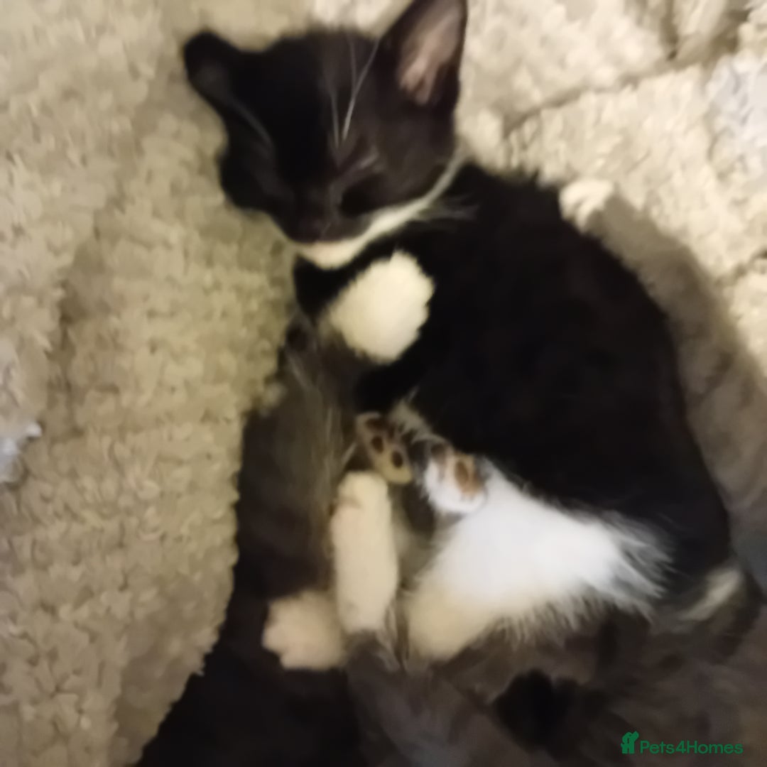 British Shorthair cats for sale: 3 beautiful kittens looking for a forever home  - Image 3