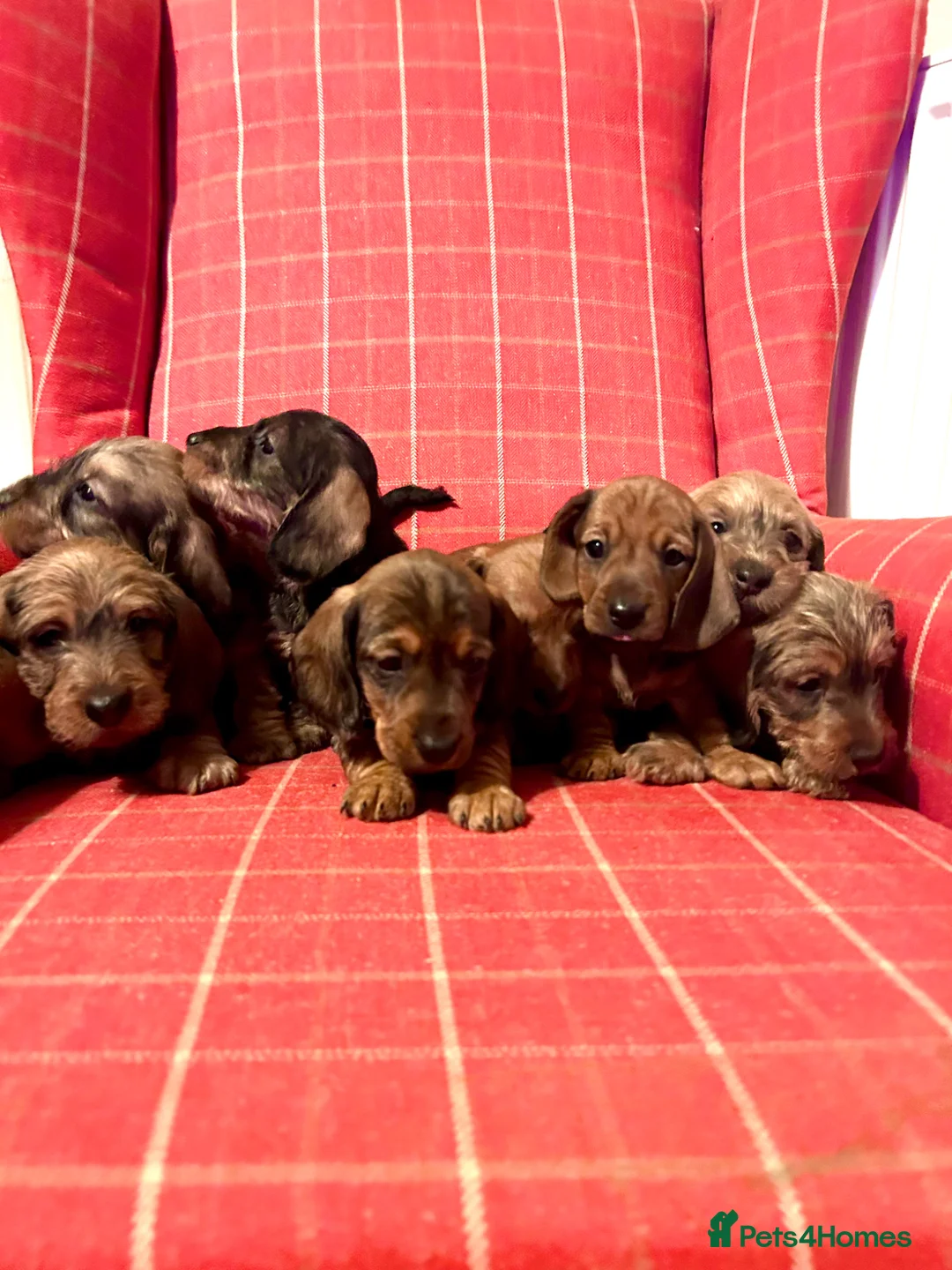 Miniature Dachshund dogs for sale: Miniature wire haired dachshunds  - Advert 1