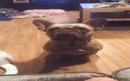 French Bulldog dogs for sale: Beautiful Frenchie - Image 5