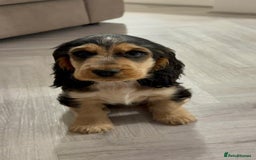 Cocker Spaniel dogs for sale: Exceptional pedigree KC champion show Cockers.  - Advert 6