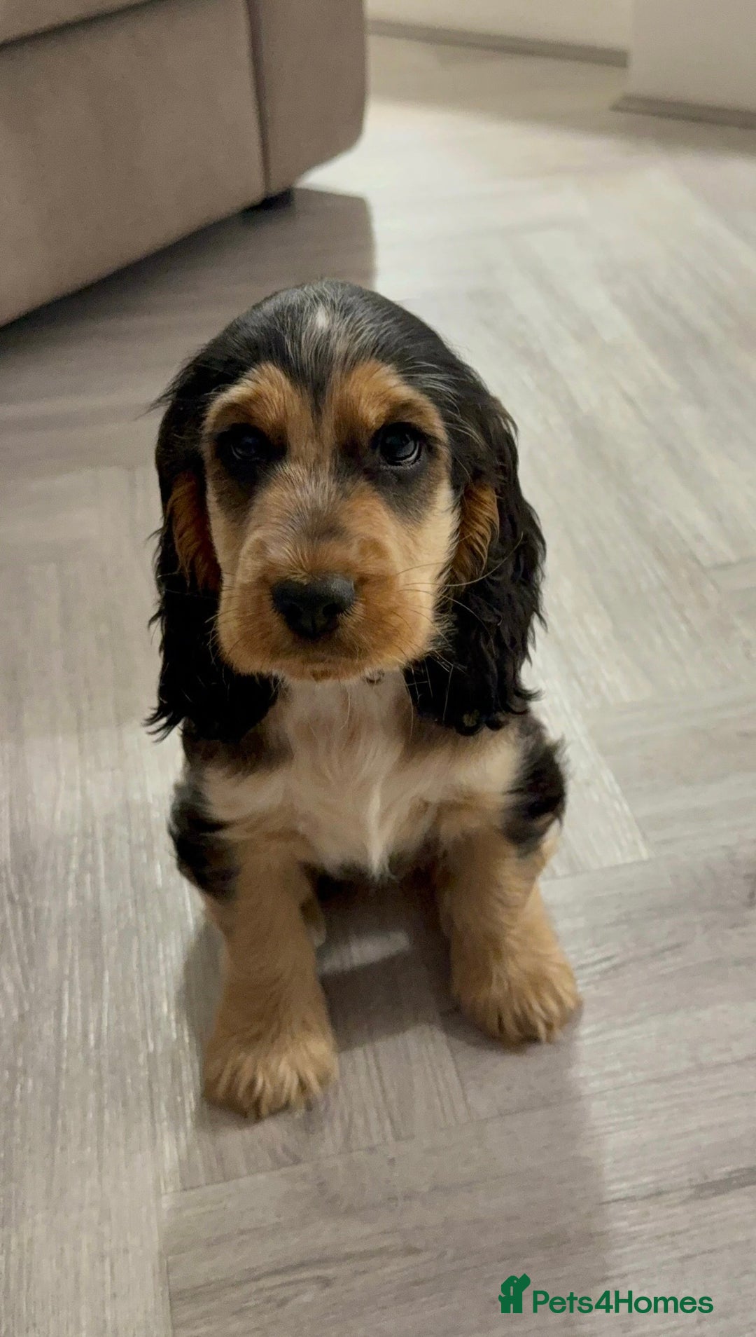 Cocker Spaniel dogs for sale: Exceptional pedigree KC champion show Cockers.  - Advert 6