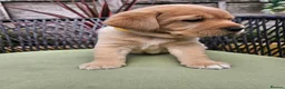 Labrador Retriever dogs for sale: Golden Labrador Puppies - Advert 9