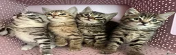 Bengal cats for sale: 4 gorgeous Bengal mix kittens - Advert 2