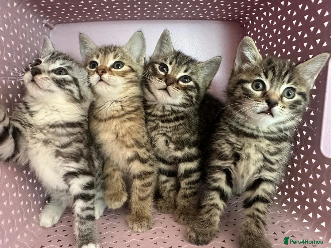 Bengal cats for sale: 4 gorgeous Bengal mix kittens - Advert 2
