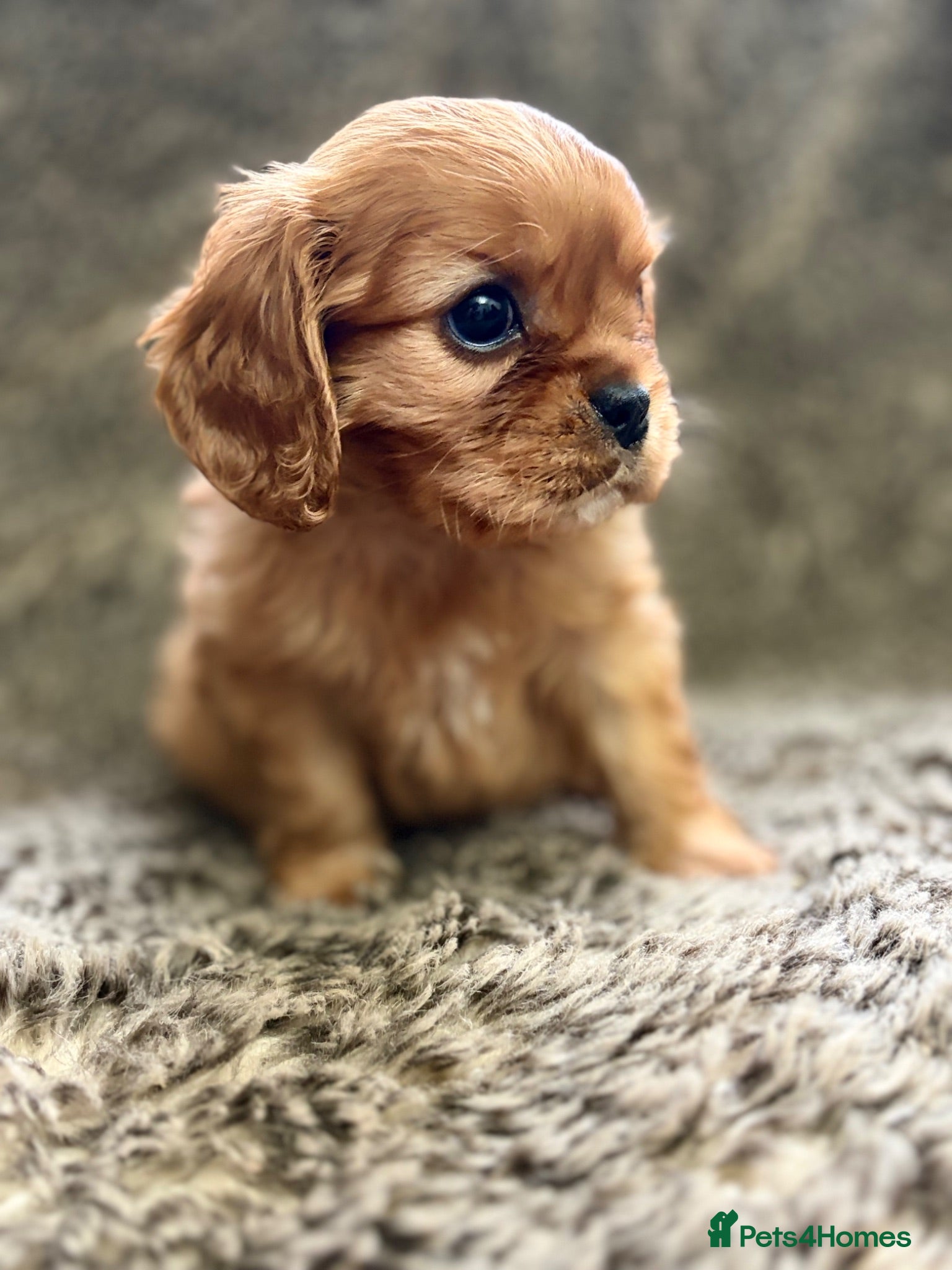 Cavalier King Charles Spaniel dogs Kc registered Cavalier King Charles Spaniel - Advert 15
