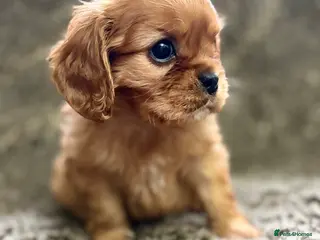 Cavalier King Charles Spaniel dogs KC REG DNA TESTED Cavalier King Charles Spaniel - Advert 1