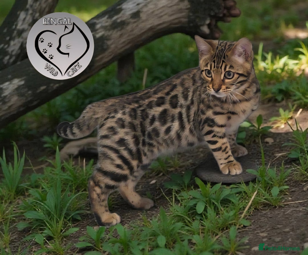 Bengal cats for sale: 1 beautiful boy from tica champion lines - Advert 1