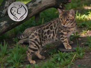 Bengal cats 1 beautiful boy from tica champion lines - Advert 1