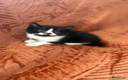 British Shorthair cats for sale: Amazing BSH Kittens  - Image 6