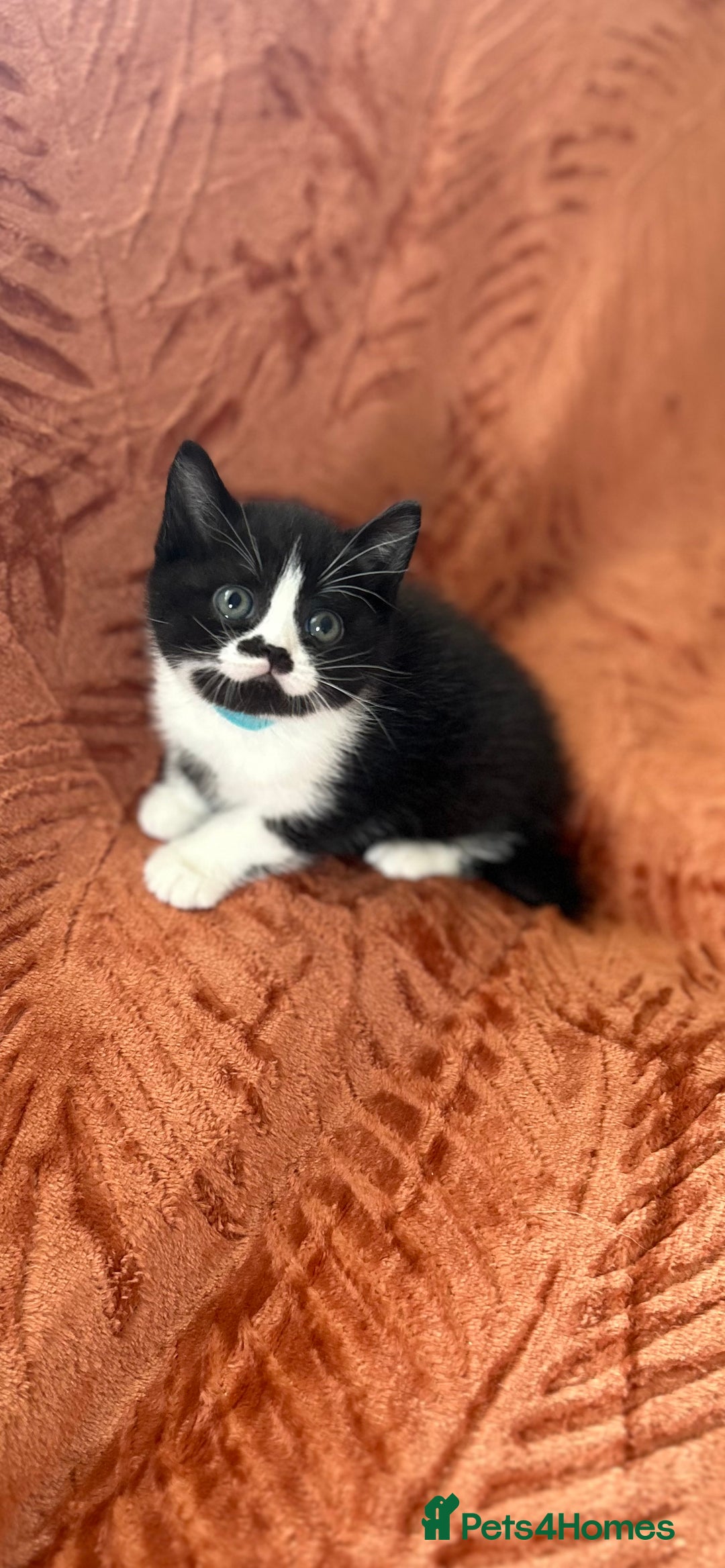 British Shorthair cats for sale: Amazing BSH Kittens  - Image 6