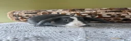 Mini Lop rabbits for sale: Gorgeous Mini Lops - LEAVE ASAP - Advert 4