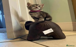 Maine Coon cats for sale: ✨2 Boys and 3 Girls Maine Coon kittens ✨🐾 - Image 29