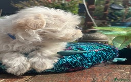 Maltipoo dogs for sale: F1 maltipoo - Image 30