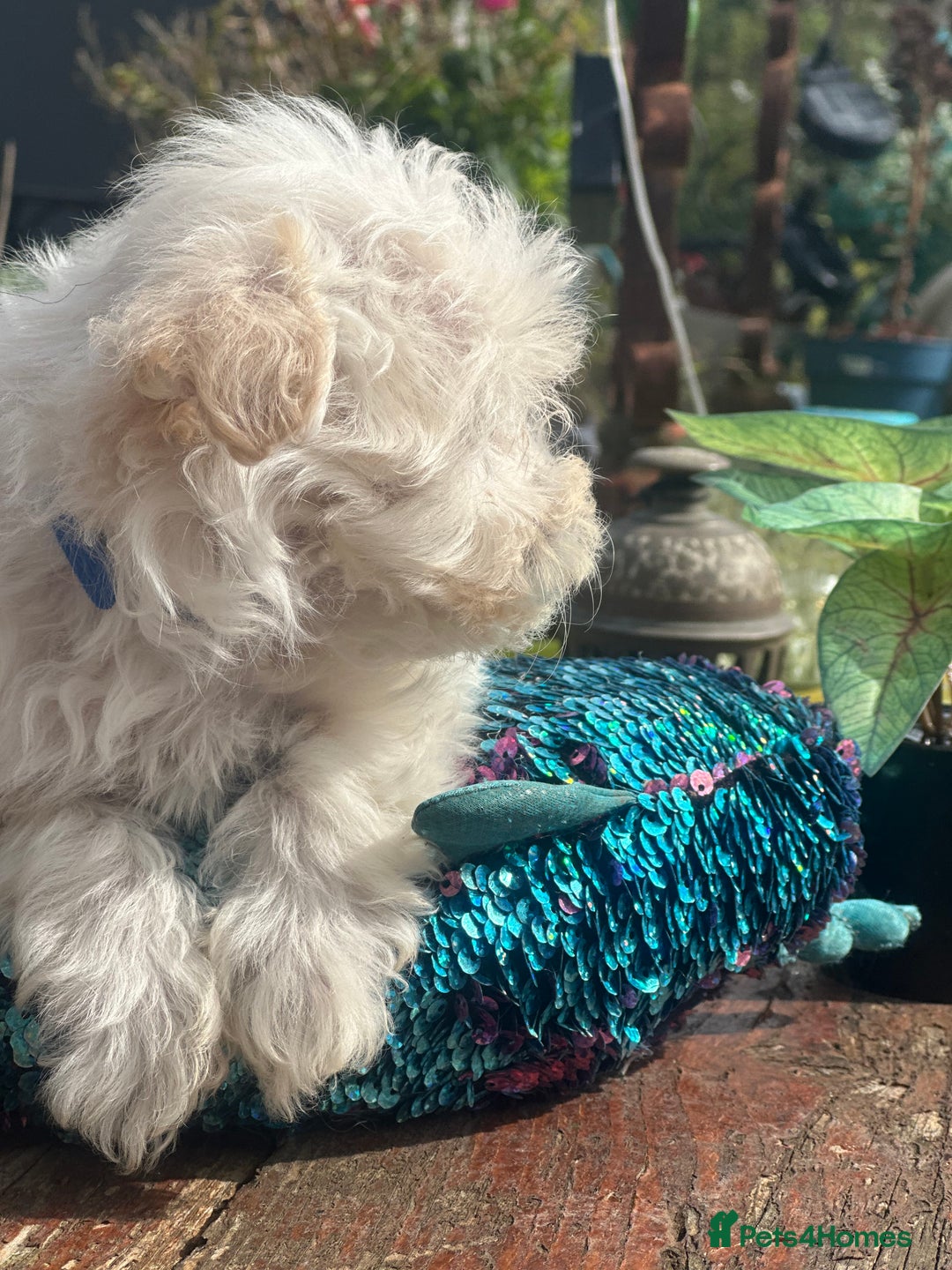 Maltipoo dogs for sale: F1 maltipoo - Image 30