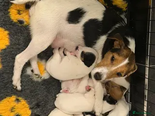 Jack Russell dogs Jack Russell puppies - Advert 6