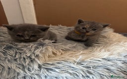 British Shorthair cats for sale: Two female British Shorthair kittens for sale - Image 6