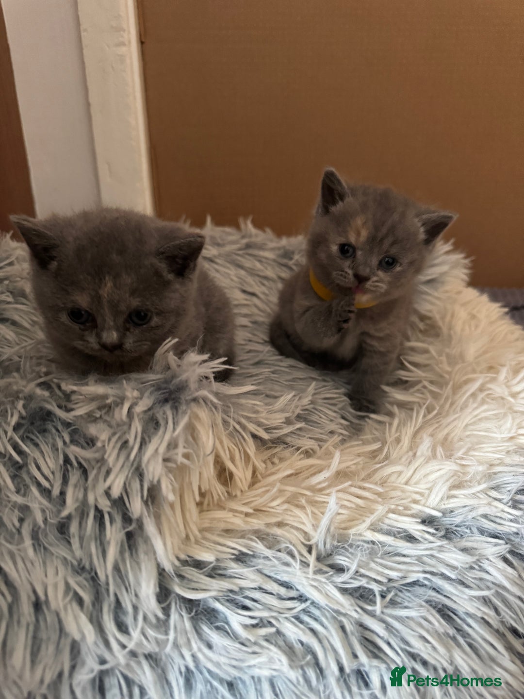 British Shorthair cats for sale: Two female British Shorthair kittens for sale - Image 6
