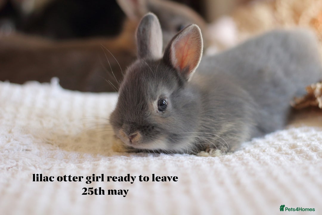 Netherland Dwarf rabbits for sale: new litter/colours netherland house bunnies in Epsom - Image 6