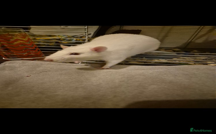 Rat rodents - Advert 1